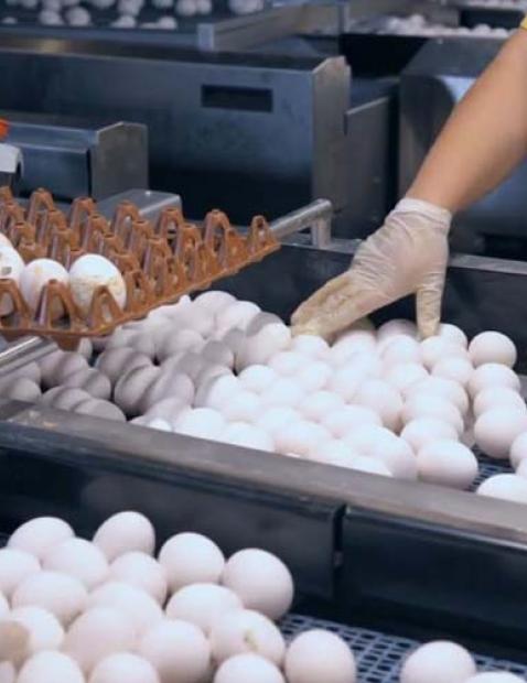 Things to know about the egg products industry